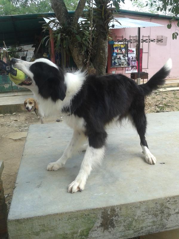 Albert donky solarcanino | Border Collie 