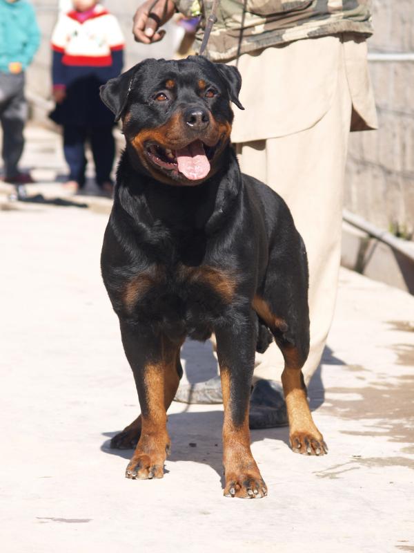 Astra AllSpark | Rottweiler 