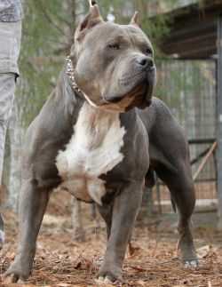 Worldclass Bolo | American Pit Bull Terrier 