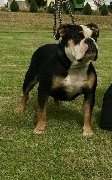 King of Kings' Karma | Olde English Bulldogge 