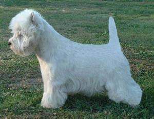 Bellevue Street Legal | West Highland White Terrier 