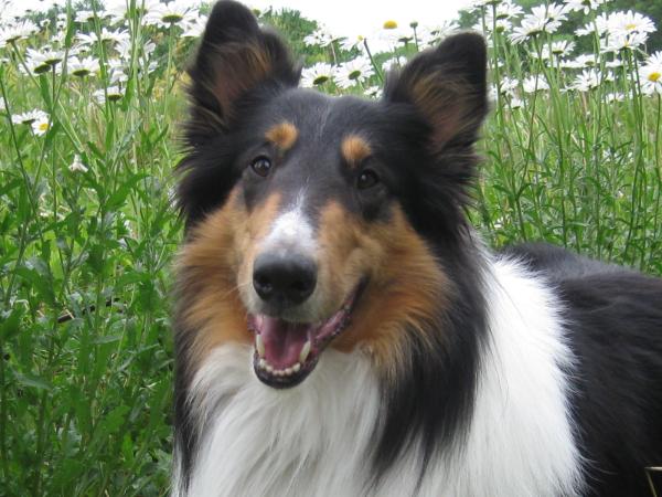 Music on the Ivories | Rough Collie 