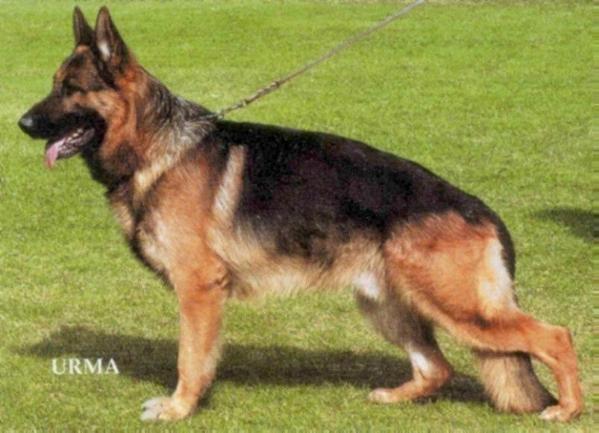 Quartz dei Templari | German Shepherd Dog 