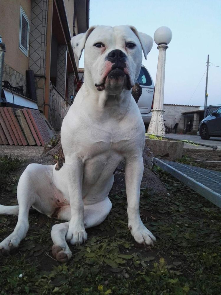 Danibull's Athena Jr | American Bulldog 