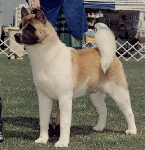 Mariah's Barn Burner | Akita 