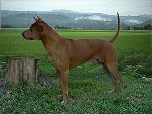 Thong-Dee Of Khunnan | Thai Ridgeback 