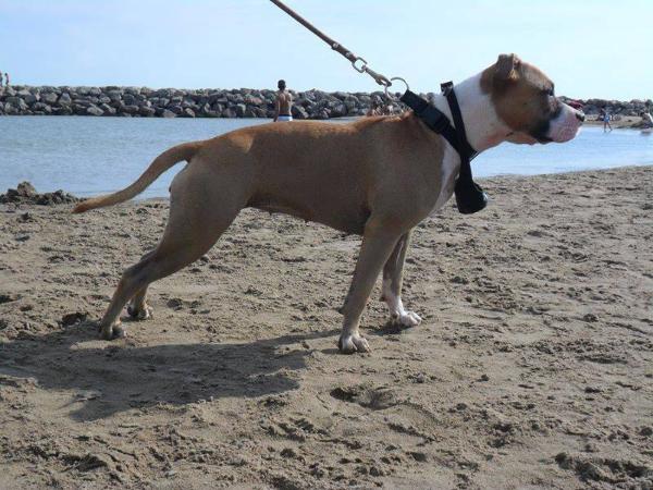 Illution du Domaine de Samsha | American Staffordshire Terrier 