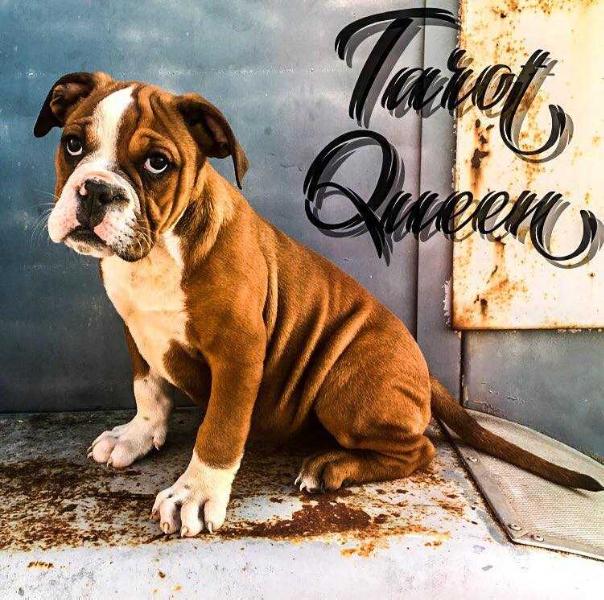 Monster's Tarot Queen | Olde English Bulldogge 