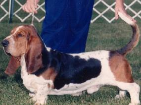 Olde Fashion Spats | Basset Hound 