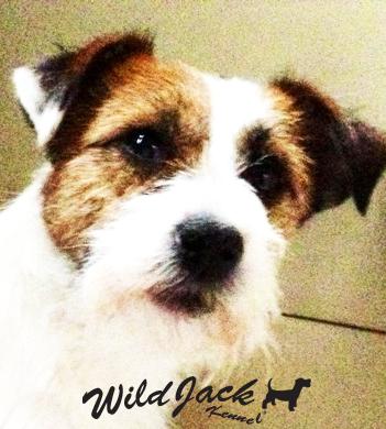 SOPHIEJBRACK | Jack Russell Terrier 