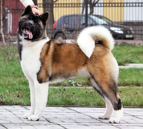 Triumf Sibiri Gavryusha | Akita 