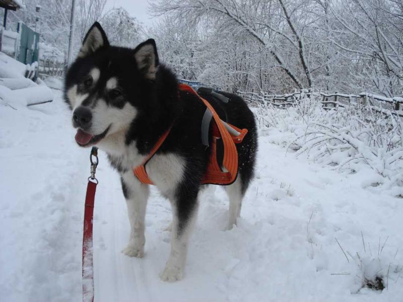 Urban Yukon Gold | Alaskan Malamute 