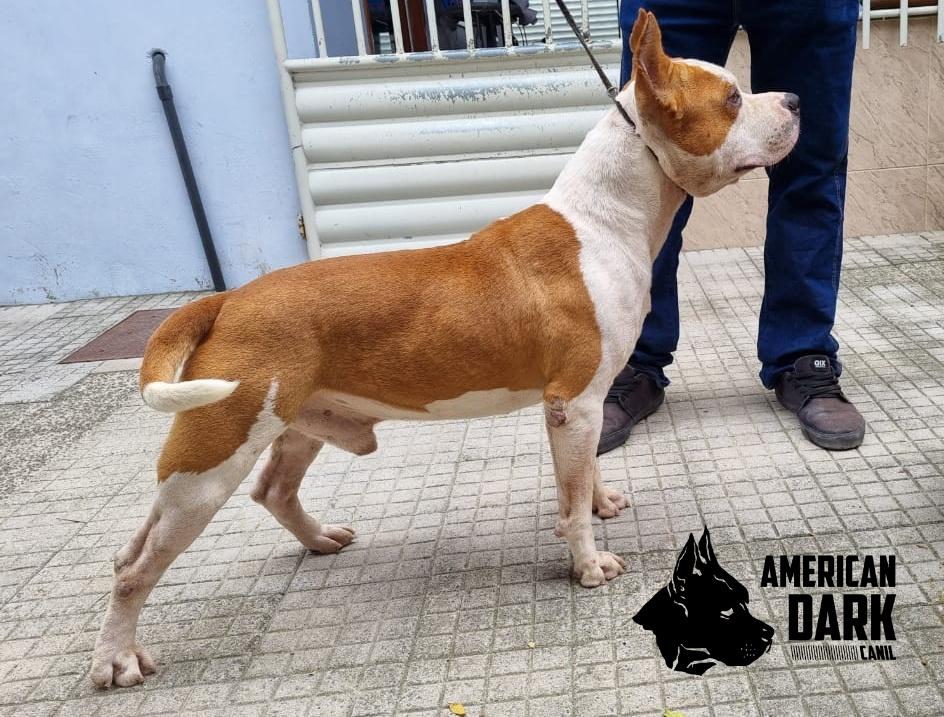 American Dark Ragnar | American Staffordshire Terrier 