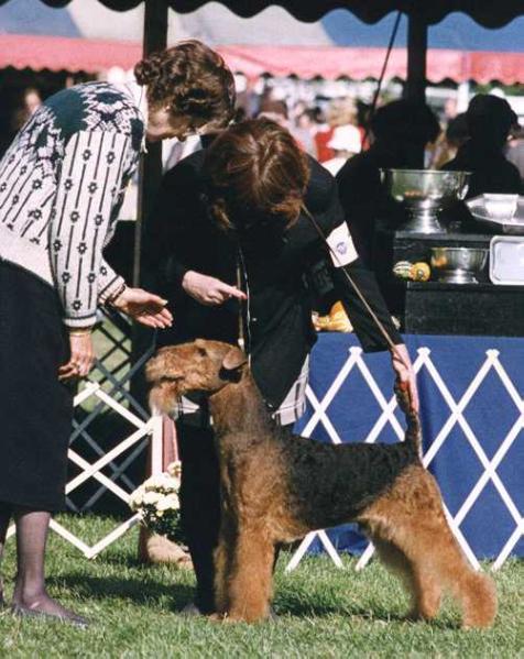 Westchester Traymars Warlock | Airedale Terrier 