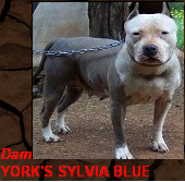 York's Sylvia Blue | American Pit Bull Terrier 