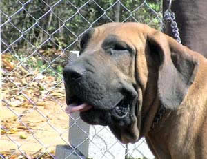 napoleao do engenho | Fila Brasileiro 