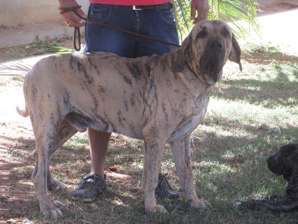 Apache do Katuiru | Fila Brasileiro 