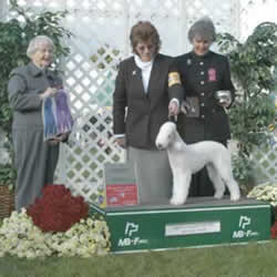 Ashcroft Sangeo Santana | Bedlington Terrier 