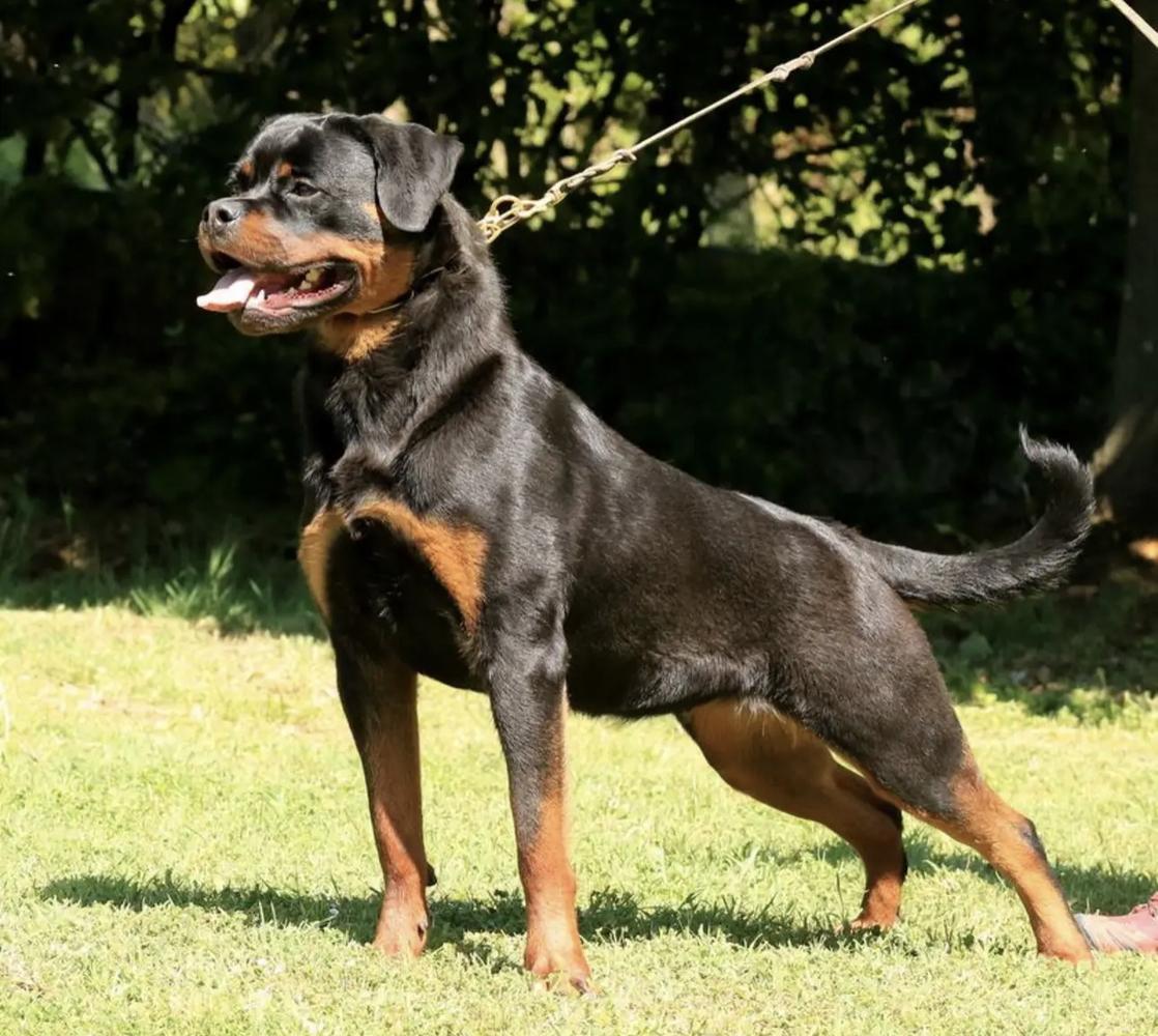 Lara of Royal Musketeers | Rottweiler 