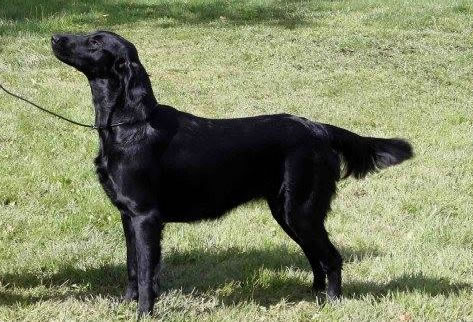 Giulietta de Moinho do Céu | Flat-Coated Retriever 