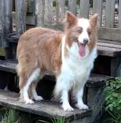 Omegamtn Golden Rose | Border Collie 