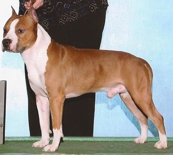 Balkazo Staff The Last Combat | American Staffordshire Terrier 