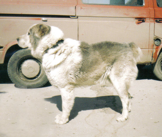 THAI | Central Asian Shepherd Dog 