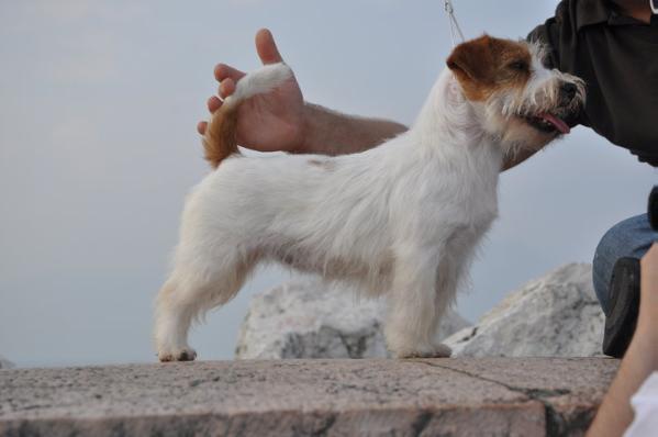 dewin cassandra | Jack Russell Terrier 