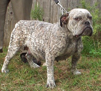 Lonestar's blues Clues | Olde English Bulldogge 