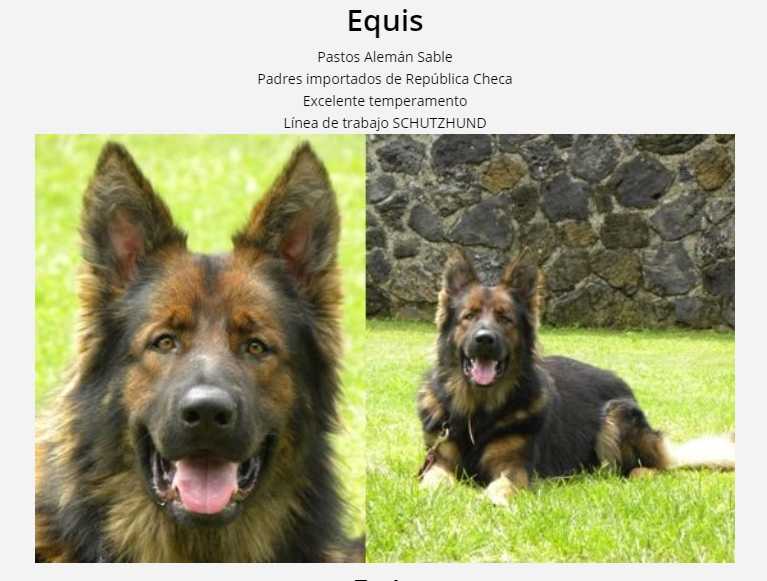 Equis Lozano | German Shepherd Dog 