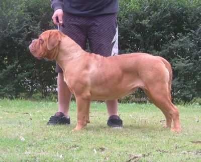 Ataraxia Clarissa | Dogue de Bordeaux 