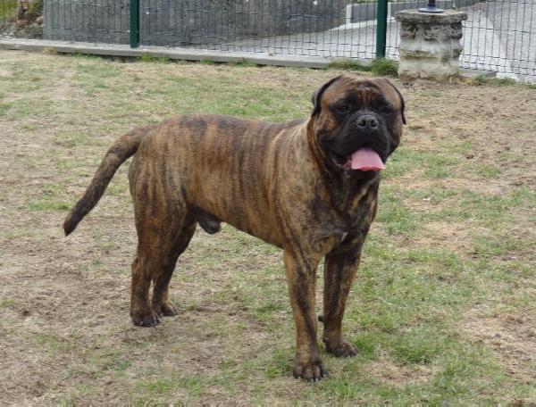 Faith des jardins d'atlantis | Bullmastiff 