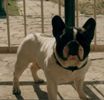 Rarytas 100 Pociech | French Bulldog 