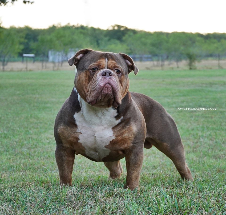 KHAOS' HIGH DOLLAR HYPERSPORT | Olde English Bulldogge 