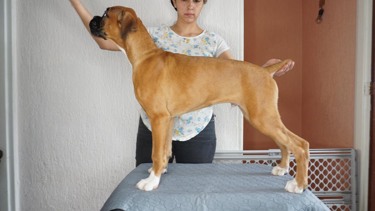 Vander (Hernández) | Boxer 