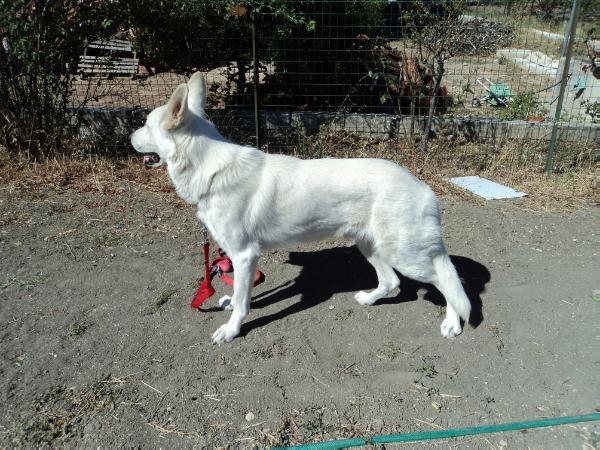 Alex Dei Blasonati | White Swiss Shepherd Dog 