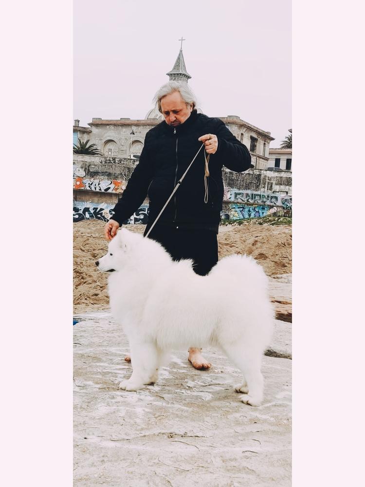 Wolfs Heart Porthos | Samoyed 