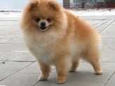 PARKER POM TOY'Z MALEBNEHO POVLTAVI | German Spitz 