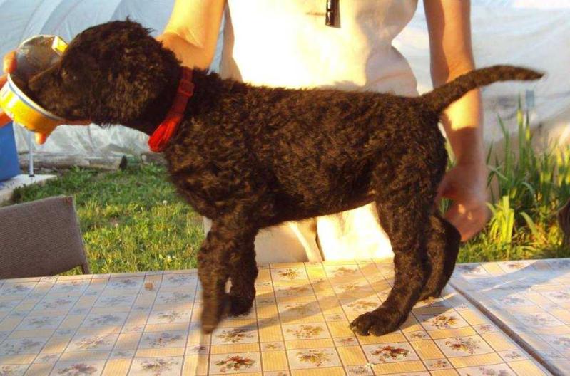 Praetorium Latobicorum's Halma | Curly Coated Retriever 