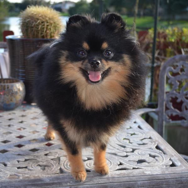 Majestic Gem at PomLife | Pomeranian 