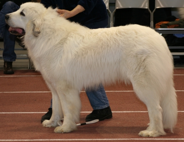 Lumienkelin Ami Amarillo | Great Pyrenees 