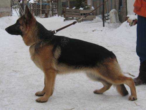 Marvil Union Yalta | German Shepherd Dog 