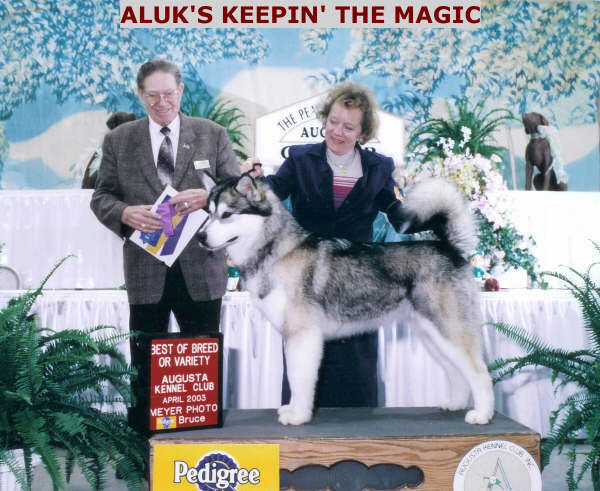 Aluk Keepin' The Magic | Alaskan Malamute 