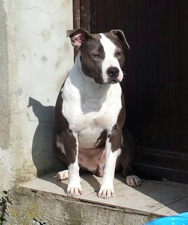 Gina | American Staffordshire Terrier 