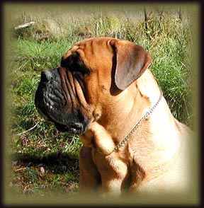 Homestead's Oscar Myer of Nix's | Bullmastiff 