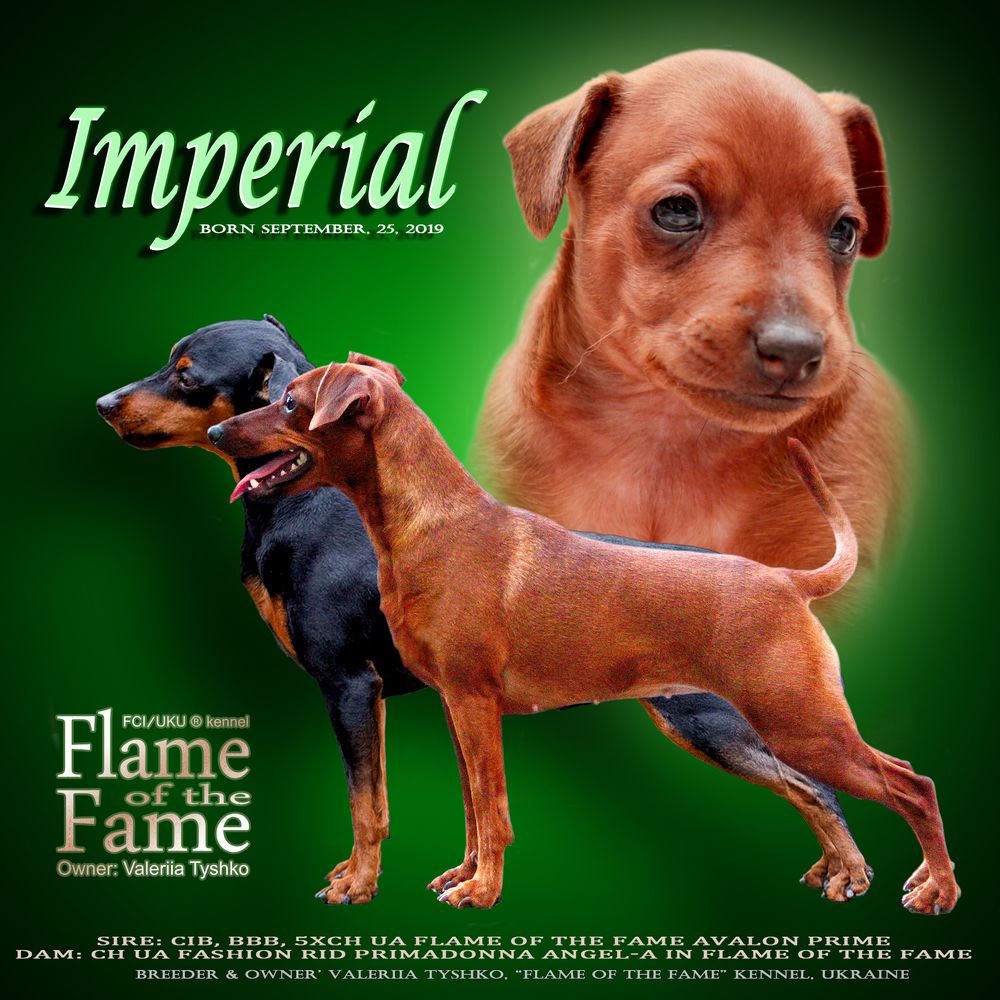 Flame Of The Fame Imperial Trident | Miniature Pinscher 
