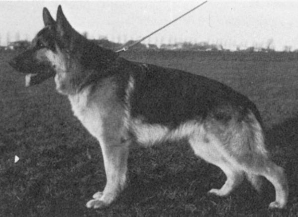 Blitz van het Boombos | German Shepherd Dog 