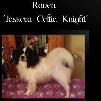 Jessera Celtic Night PH | Papillon 