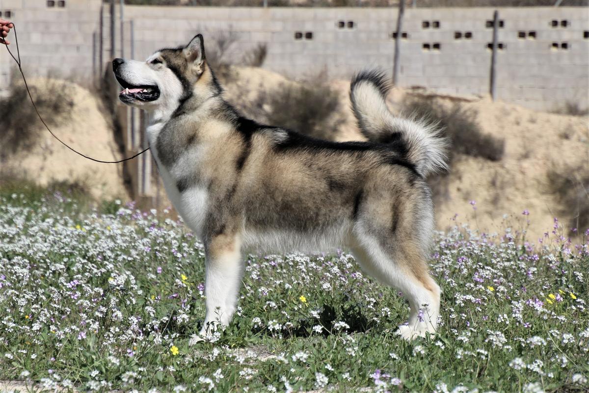 CIJARA MY BEST CONNOR | Alaskan Malamute 