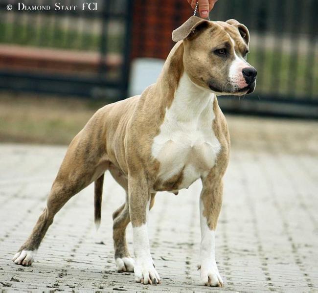 IQ Diamond Staff | American Staffordshire Terrier 